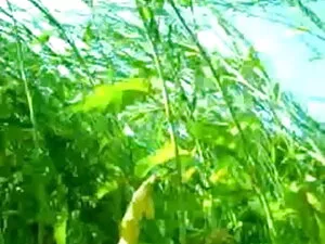 एसेन मेच्यूर फिंगर्ड ...